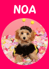 Pictures of Toy Poodle Noa