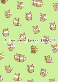 A lot of tibetan foxes!!-YELLOW GREEN