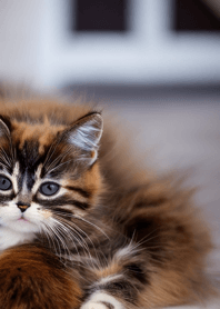 Nyanko Great Runaway#Beju1512.