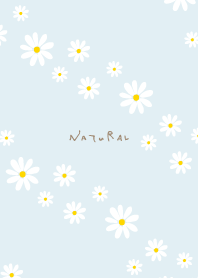 Daisy diagonally4 from Japan