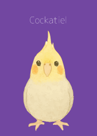 Cute Cockatiel on purple