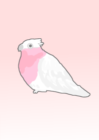 Galah