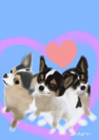 Chihuahuaチワワ