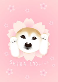 SHIBA INU(Cherry Blossom ver.)