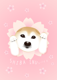 柴犬櫻花版