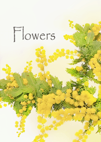 優しさに包まれるミモザの花・2