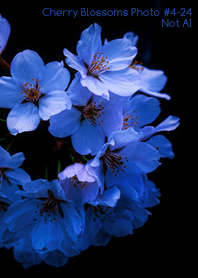 CherryBlossoms Photo#4-24Not AI