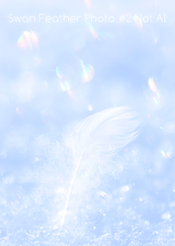 Swan Feather Photo #2-18Not AI