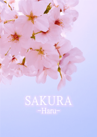 Sakura-Haru- 4