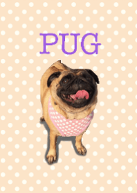 It is a cute pug.