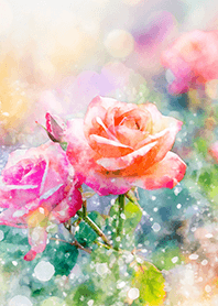 Beautiful rose flower(R2583)