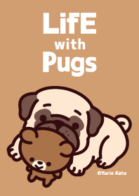 Life with pugs