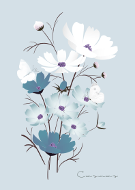 "cosmos"blue18_2