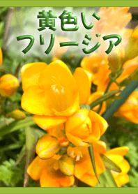 黄色いフリージア(緑)【写真着せかえ】