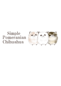 Simple Chihuahua Pomeranian mixed breed