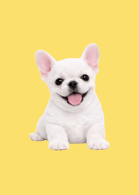 Plush Frenchie Yellow 01