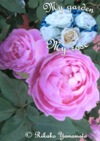 My garden, My rose_Loraine Victoria