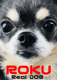 リアルDOG チワワのROKU