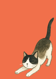 tuxedo cat03 on red & yellow