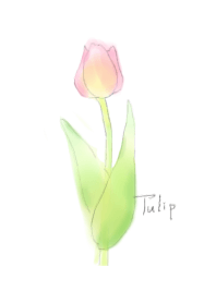 Tulip ~water color~