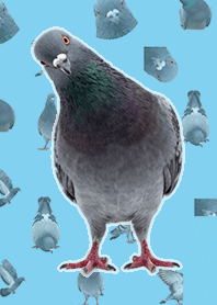 Pigeon (Realistic, Blue)