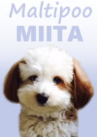 Maltipoo -MIITA-