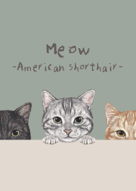 Meow ! - American Shorthair - GREEN GRAY
