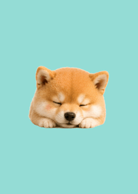 Fluffy, Soft, and Snoozing Animals2