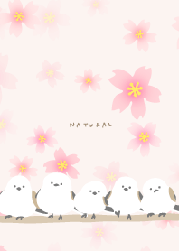 Long-tailed Tit cherry blossoms bloom24J