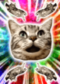 Crazy shiny cat!!!!