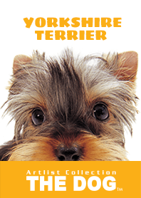 THE DOG Yorkshire Terrier 2