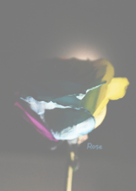 Rainbow rose Theme 2