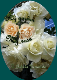 My garden, My rose_Iceberg
