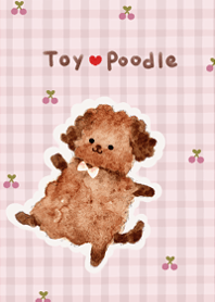 cute love toy poodle4.