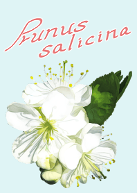 Prunus salicina