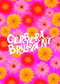 Gerbera brilliant kai