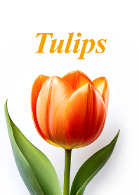 "Tulips vol.16" theme