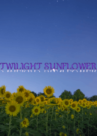 Twilight sunflower