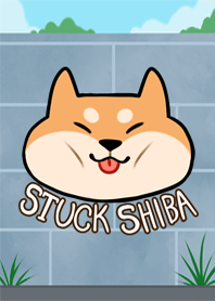 Stuck shiba