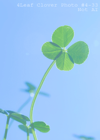4leaf Clover Photo#4-33Not AI