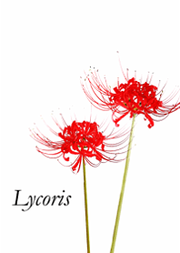 Simple and chic cluster amaryllis3.