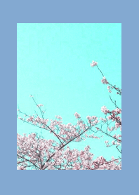 CHERRY BLOSSOMS & BLUE SKYj-DUSTY BLUE