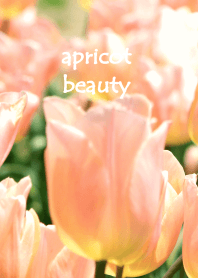 Tulip apricot beauty