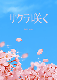 サクラ咲く -青空-