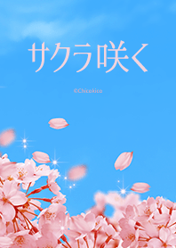 Cherry Blooms -Sky-