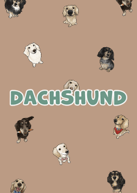 dachshund6 - mocha