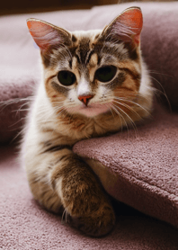 Cats run wild #CSVaC16.