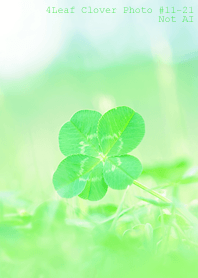 4leaf Clover Photo#11-21Not AI