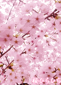 さくらひらひら