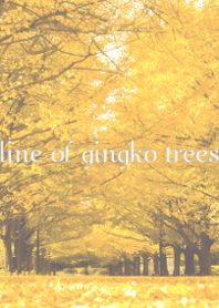 It is easy to see line of gingko trees